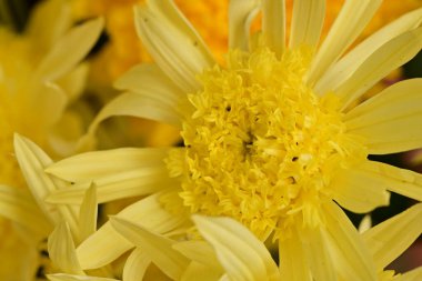 Güzel çiçekler, çiçekli arka plan, doğa geçmişi.