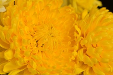 Güzel kasımpatı çiçekleri yakın çekim