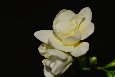 Siyah arkaplanda beyaz çiçekler.