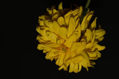 Siyah arkaplanda güzel kasımpatı çiçeğini kapat.