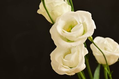 Siyah arka planda güzel beyaz çiçekler. Yaklaş.