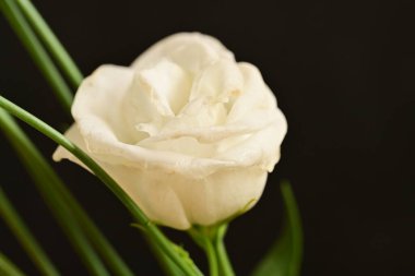 Güzel Eustoma beyaz çiçekleri, yakın görüş