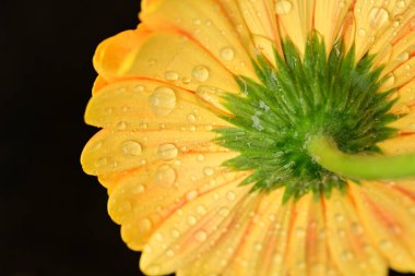 close up of beautiful gerbera  flower on black background