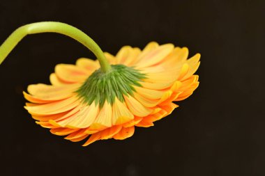 close up of beautiful gerbera  flower on black background