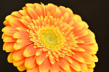 close up of beautiful gerbera  flower on black background