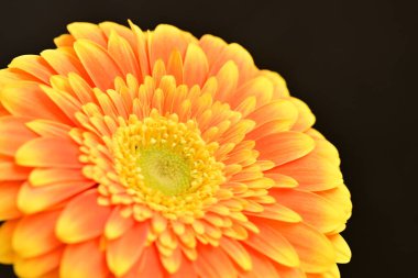 close up of beautiful gerbera  flower on black background