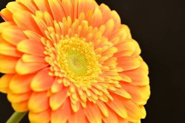 close up of beautiful gerbera  flower on black background