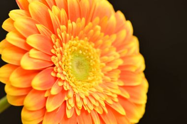 close up of beautiful gerbera  flower on black background