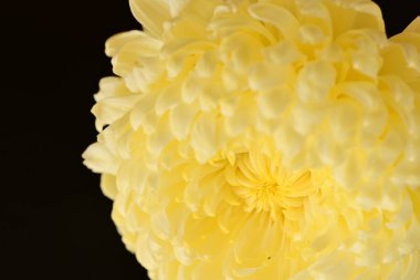 Siyah arkaplanda güzel kasımpatı çiçeğini kapat.