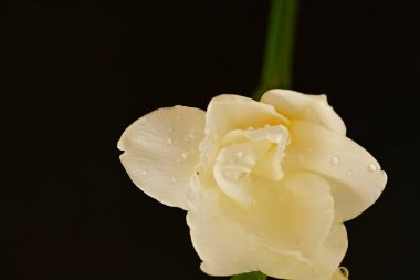 Güzel Eustoma beyaz çiçekleri, yakın görüş