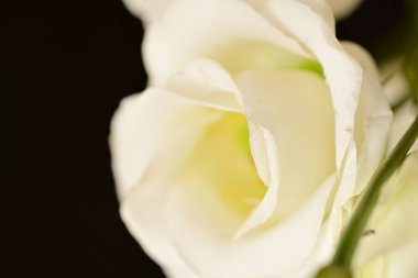 Güzel Eustoma beyaz çiçekleri, yakın görüş