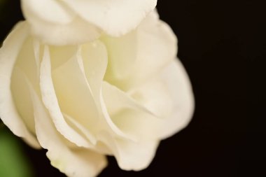 Güzel Eustoma beyaz çiçekleri, yakın görüş