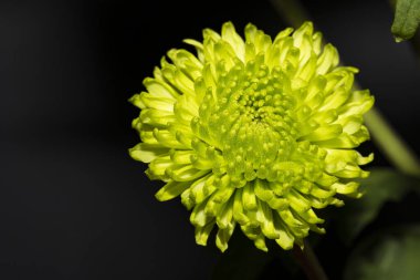 Güzel botanik fotoğrafı, doğal duvar kağıdı.