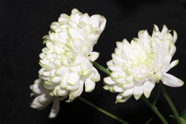 siyah üzerine beyaz çiçekler 