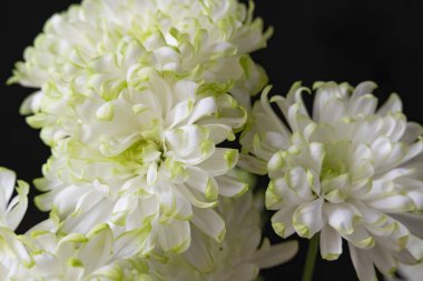 Siyah arka planda güzel beyaz kasımpatılar. Kapat - makro fotoğrafçılık.