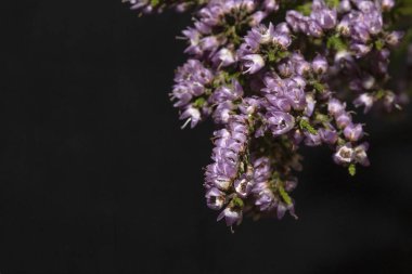  Siyah arkaplanda çiçekler