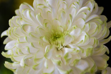 Beyaz kasımpatılara yaklaş 