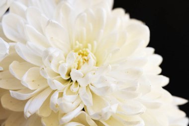 Güzel beyaz çiçekler, yakın görüş.