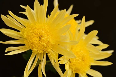 Siyah arkaplanda sarı parlak çiçekler