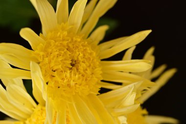 Bahçede güzel çiçekler yakın