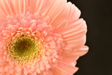 close up of beautiful gerbera  flower on black background