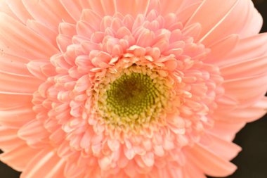 close up of beautiful gerbera  flower on black background