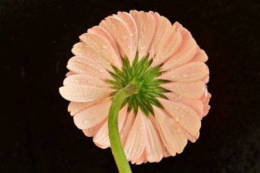 close up of beautiful gerbera  flower on black background