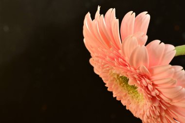 close up of beautiful gerbera  flower on black background