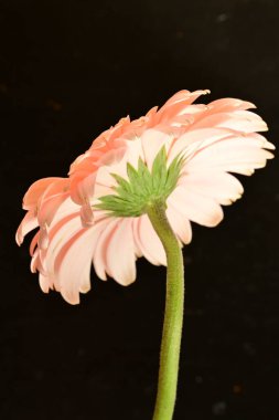 close up of beautiful gerbera  flower on black background