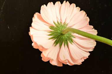 close up of beautiful gerbera  flower on black background