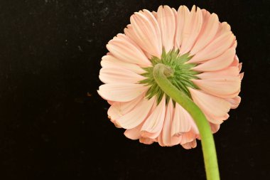 close up of beautiful gerbera  flower on black background