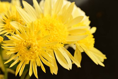 Güzel kasımpatı çiçeği buketi, yakın çekim.
