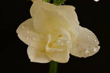 Güzel beyaz çiçekler, yakın görüş.