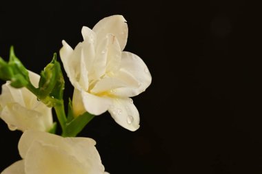 Güzel beyaz çiçekler, yakın görüş.