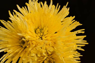 Parlak kasımpatı çiçekleri, yaklaşın