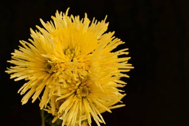 Parlak kasımpatı çiçekleri, yaklaşın