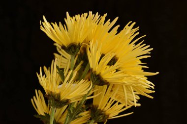 Parlak kasımpatı çiçekleri, yaklaşın