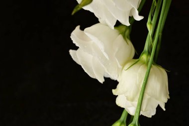 Siyah arkaplanda beyaz çiçekler.