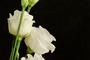 İzole edilmiş arkaplanda çiçekleri kapat.