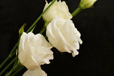 İzole edilmiş arkaplanda çiçekleri kapat.