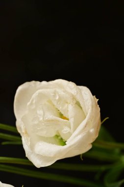 Güzel beyaz çiçekler, yakın görüş.