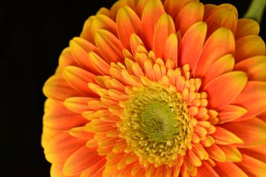 close up of beautiful gerbera  flower on black background