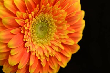 close up of beautiful gerbera  flower on black background