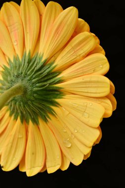 close up of beautiful gerbera  flower on black background