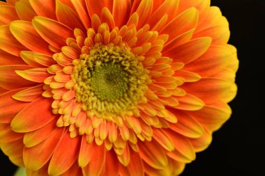 close up of beautiful gerbera  flower on black background