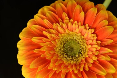 close up of beautiful gerbera  flower on black background
