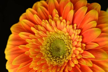 close up of beautiful gerbera  flower on black background