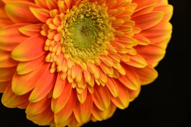 close up of beautiful gerbera  flower on black background