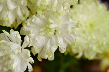 İzole edilmiş arkaplanda çiçekleri kapat.