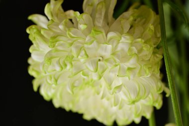 Güzel kasımpatı, kapat.